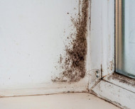 Understanding Mold Exposure: Health Implications, Symptoms, and Supportive Measures 