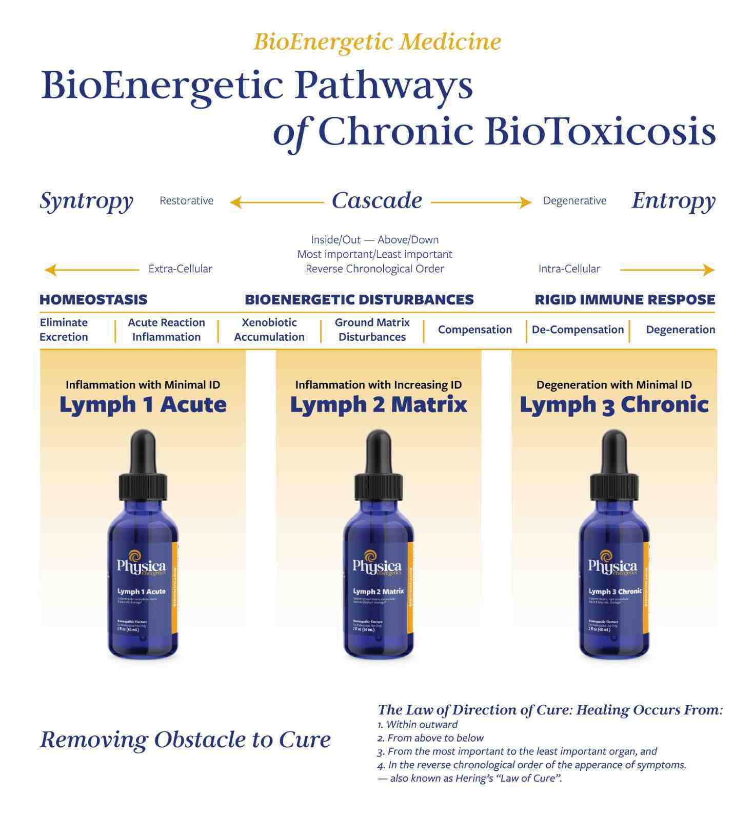 BioEnergetic Pathways