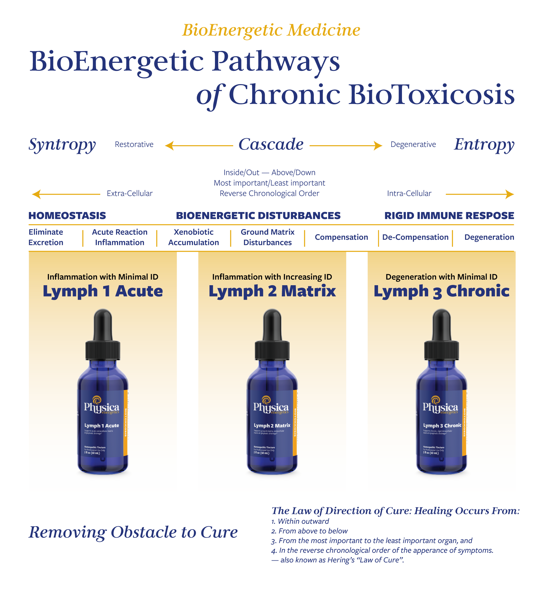 BioEnergetic Pathways