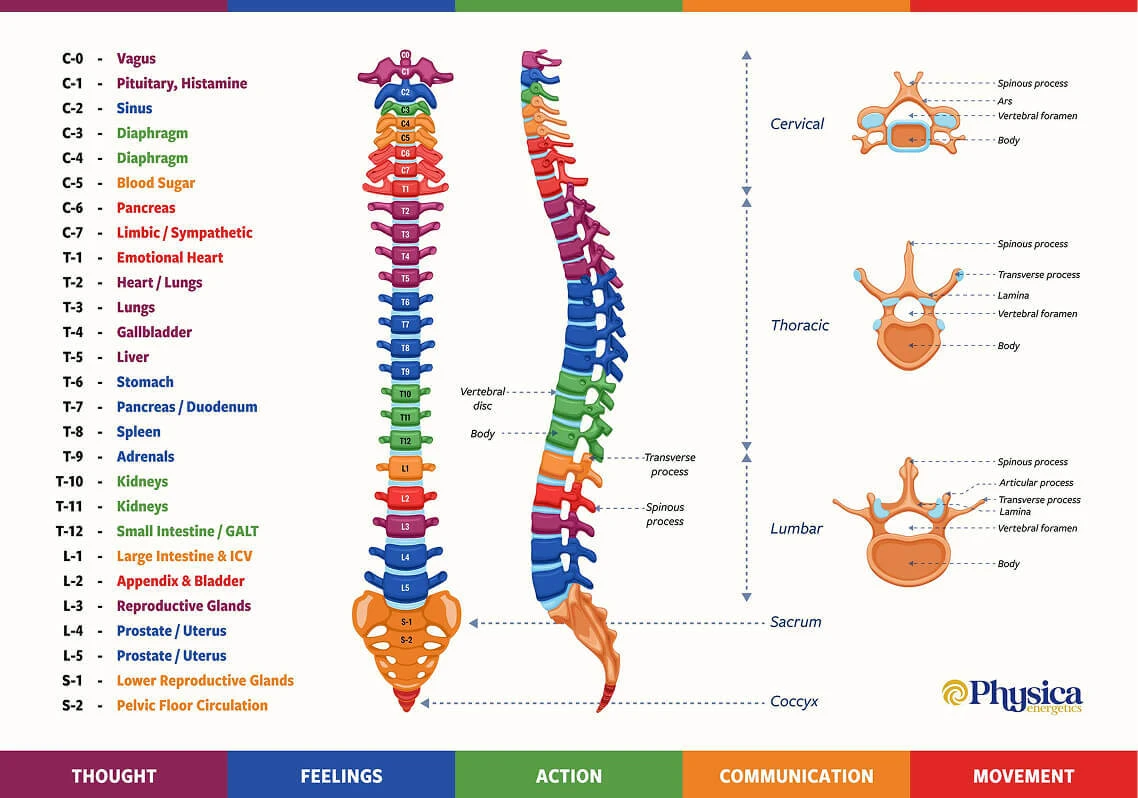 Spine/Organ Connection Chart