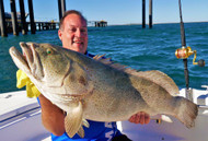 Thumper cod, 20lb Snapper & Hamachi's new XOS GT'n'Doggie jig rods