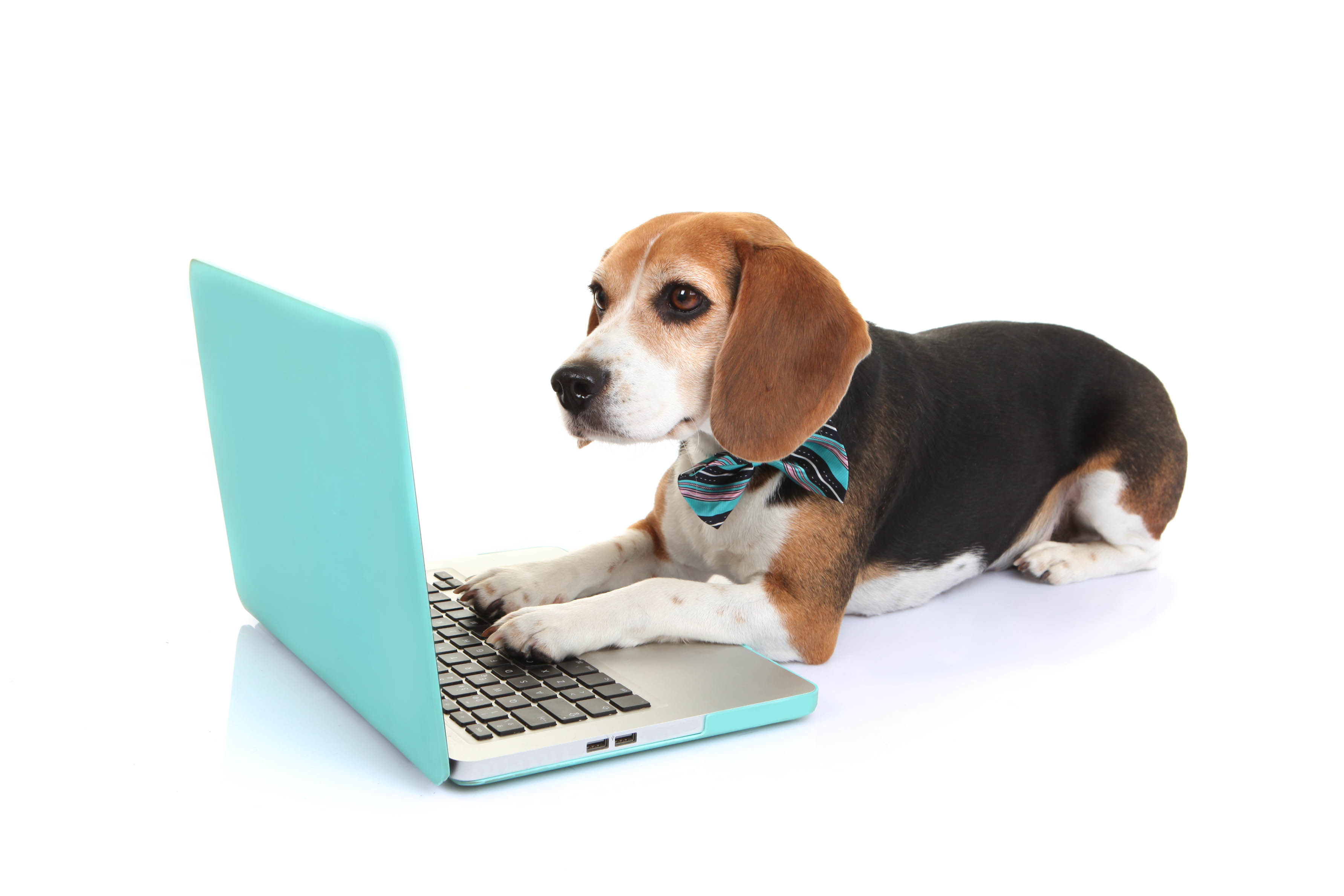 Dog on Computer