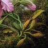 Martin Johnson Heade,Orchid and Hummingbirds near a Mountain Lake,art prints,Vintage art,canvas wall art,famous art prints,V4602