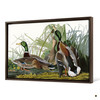 John James Audubon, Mallard Duck,The Birds of America,canvas print,canvas art,canvas wall art,large wall art,framed wall art,p1892