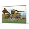 John James Audubon, Long tailed Duck,The Birds of America,canvas print,canvas art,canvas wall art,large wall art,framed wall art,p1888
