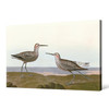 John James Audubon, Long legged Sandpiper,The Birds of America,canvas print,canvas art,canvas wall art,large wall art,framed wall art,p1887