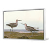 John James Audubon, Long legged Sandpiper,The Birds of America,canvas print,canvas art,canvas wall art,large wall art,framed wall art,p1887