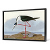 John James Audubon, Long legged Avocet,The Birds of America,canvas print,canvas art,canvas wall art,large wall art,framed wall art,p1886