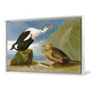 John James Audubon, King Duck,The Birds of America,canvas print,canvas art,canvas wall art,large wall art,framed wall art,p1878