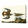 John James Audubon, Kildeer Plover,The Birds of America,canvas print,canvas art,canvas wall art,large wall art,framed wall art,p1877