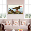 John James Audubon,I White legged Oyster catcher,,The Birds of America,canvas print,canvas art,canvas wall art,large wall art,p1873