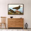 John James Audubon,I White legged Oyster catcher,,The Birds of America,canvas print,canvas art,canvas wall art,large wall art,p1873