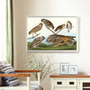 John James Audubon, IBurrowing Owl,Large headed Burrowing Owl,The Birds of America,canvas print,canvas art,canvas wall art,large art,p1869