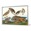 John James Audubon, IBurrowing Owl,Large headed Burrowing Owl,The Birds of America,canvas print,canvas art,canvas wall art,large art,p1869