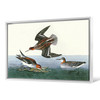 John James Audubon, Hyperborean phalarope,The Birds of America,canvas print,canvas art,canvas wall art,large wall art,framed wall art,p1866