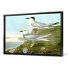 John James Audubon,I Havell's Tern,Trudeau's Tern,The Birds of America,canvas print,canvas art,canvas wall art,large wall art,p1870