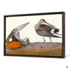 John James Audubon, Hudsonian Godwit,The Birds of America,canvas print,canvas art,canvas wall art,large wall art,framed wall art,p1865