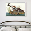 John James Audubon, Hooded Merganser,The Birds of America,canvas print,canvas art,canvas wall art,large wall art,framed wall art,p1863
