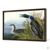 John James Audubon,Great Northern Diver or Loon,The Birds of America,canvas print,canvas art,canvas wall art,large wall art,framed art,p1858