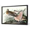 John James Audubon, Great Marbled Godwit,The Birds of America,canvas print,canvas art,canvas wall art,large wall art,framed wall art,p1857