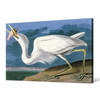 John James Audubon, Great White Heron,The Birds of America,canvas print,canvas art,canvas wall art,large wall art,framed wall art,p1859