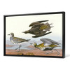 John James Audubon, Golden Plover,The Birds of America,canvas print,canvas art,canvas wall art,large wall art,framed wall art,p1852