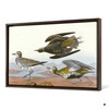 John James Audubon, Golden Plover,The Birds of America,canvas print,canvas art,canvas wall art,large wall art,framed wall art,p1852