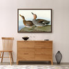 John James Audubon, Gadwall Duck,The Birds of America,canvas print,canvas art,canvas wall art,large wall art,framed wall art,p1848