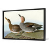 John James Audubon, Gadwall Duck,The Birds of America,canvas print,canvas art,canvas wall art,large wall art,framed wall art,p1848