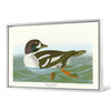John James Audubon, Golden eye Duck,The Birds of America,canvas print,canvas art,canvas wall art,large wall art,framed wall art,p1851
