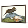 John James Audubon, Esquimaux Curlew,The Birds of America,canvas print,canvas art,canvas wall art,large wall art,framed wall art,p1840