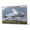 John James Audubon, Common Gull,The Birds of America,canvas print,canvas art,canvas wall art,large wall art,framed wall art,p1832