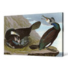 John James Audubon,Common Cormorant,The Birds of America,canvas print,canvas art,canvas wall art,large wall art,framed wall art,p1830