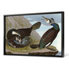 John James Audubon,Common Cormorant,The Birds of America,canvas print,canvas art,canvas wall art,large wall art,framed wall art,p1830