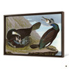 John James Audubon,Common Cormorant,The Birds of America,canvas print,canvas art,canvas wall art,large wall art,framed wall art,p1830