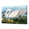 John James Audubon, Common American Swan,The Birds of America,canvas print,canvas art,canvas wall art,large wall art,framed wall art,p1829