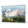 John James Audubon, Common American Swan,The Birds of America,canvas print,canvas art,canvas wall art,large wall art,framed wall art,p1829