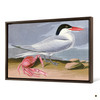 John James Audubon, Cayenne Tern,The Birds of America,canvas print,canvas art,canvas wall art,large wall art,framed wall art,p1827