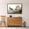 John James Audubon,Buff breasted Sandpiper,The Birds of America,canvas print,canvas art,canvas wall art,large wall art,framed wall art,p1822