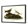 John James Audubon, Brown Titlark,The Birds of America,canvas print,canvas art,canvas wall art,large wall art,framed wall art,p1821