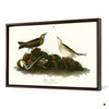 John James Audubon, Brown Titlark,The Birds of America,canvas print,canvas art,canvas wall art,large wall art,framed wall art,p1821