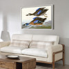 John James Audubon, Blue Winged Teal,The Birds of America,canvas print,canvas art,canvas wall art,large wall art,framed wall art,p1818