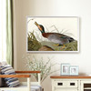 John James Audubon, Bemaculated Duck,The Birds of America,canvas print,canvas art,canvas wall art,large wall art,framed wall art,p1808