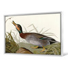 John James Audubon, Bemaculated Duck,The Birds of America,canvas print,canvas art,canvas wall art,large wall art,framed wall art,p1808