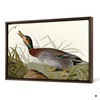 John James Audubon, Bemaculated Duck,The Birds of America,canvas print,canvas art,canvas wall art,large wall art,framed wall art,p1808
