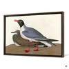 John James Audubon, Black headed Gull,The Birds of America,canvas print,canvas art,canvas wall art,large wall art,framed wall art,p1812