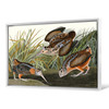 John James Audubon, American Woodcock,The Birds of America,canvas print,canvas art,canvas wall art,large wall art,framed wall art,p1805