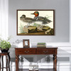 John James Audubon, American Green winged Teal,The Birds of America,canvas print,canvas art,canvas wall art,large wall art,framed,p1799