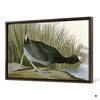 John James Audubon, American Coot,The Birds of America,canvas print,canvas art,canvas wall art,large wall art,framed wall art,p1798