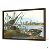 John James Audubon, American Snipe,The Birds of America,canvas print,canvas art,canvas wall art,large wall art,framed wall art,p1802
